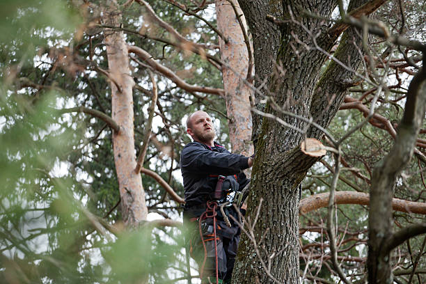 Best Hazardous Tree Removal  in Huber Heights, OH